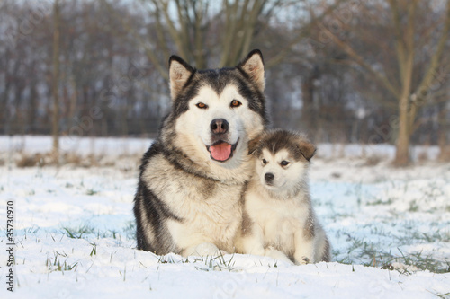 alaskan malamute et son bébé dans la neige