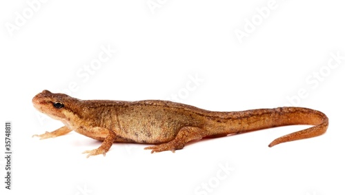 Common Salamander, or newt, on white background