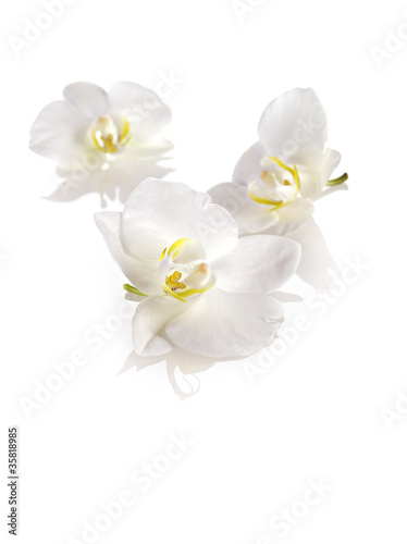 freisteller 3 orchideenblüten