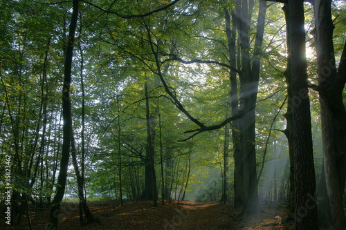 Wald im Gegenlicht
