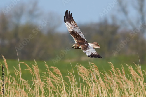 Western Marsh Harrier (Circus aeruginosus)