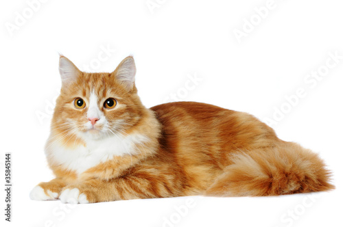 Red marble mixed-breed cat lying isolated on white