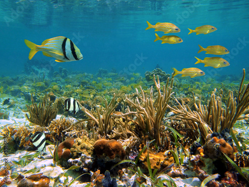 Underwater marine life in a shallow coral reef of the Caribbean sea