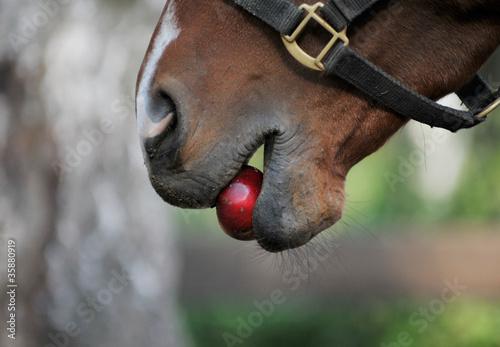 Horse eats an apple