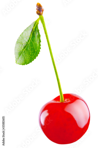 morello cherry