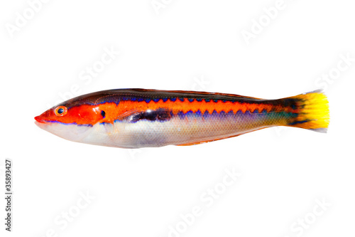 coris julis fish Rainbow Wrasse isolated white