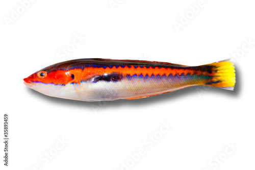 coris julis fish Rainbow Wrasse from Mediterranean