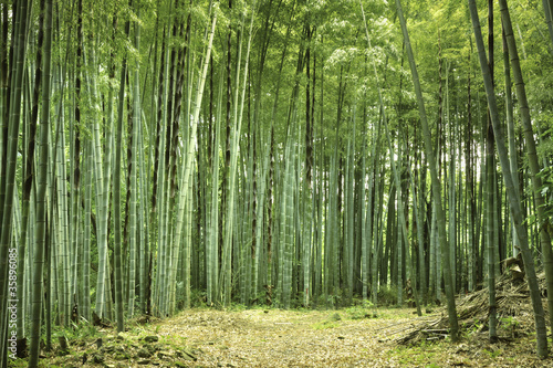 bamboo forest