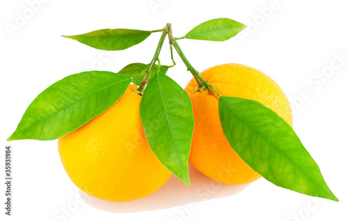 Two oranges on a branch with leaves