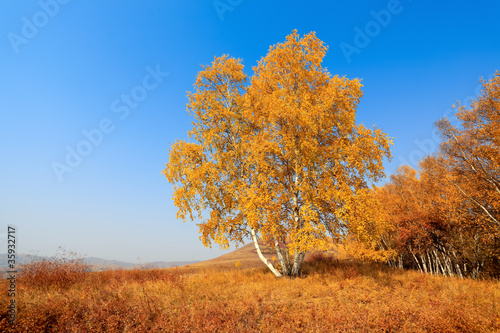 birch woods at autumn