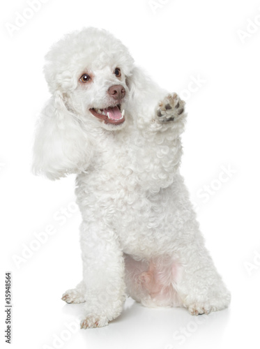 White Toy Poodle gives that a paw