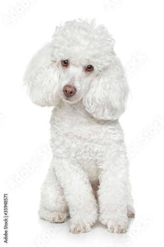 White Toy poodle on white background