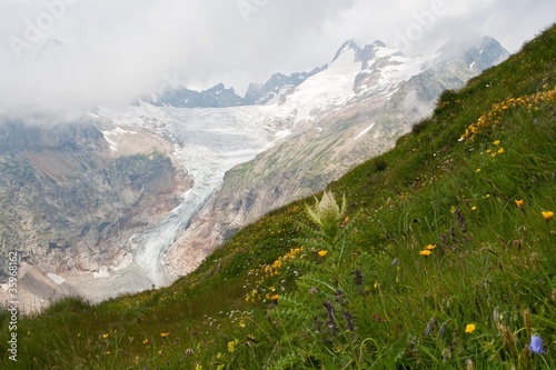 alpejskie kwiaty
