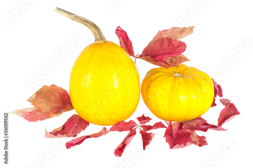 orange pumpkins with dry leaves for halloween decoration, isolat