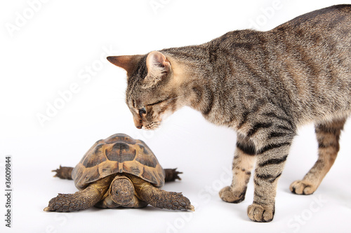 Striped cat examines new friend turtle
