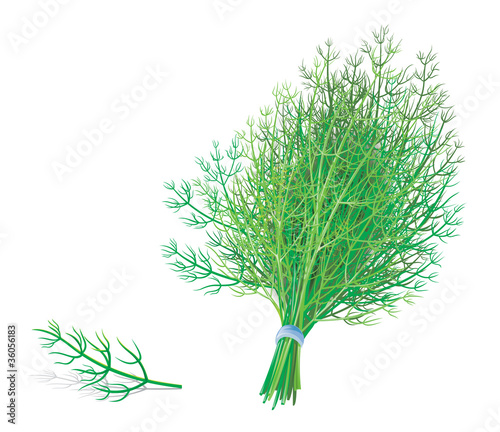dill or fennel