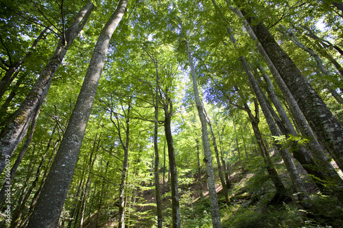 sunlight in trees of green summer forest