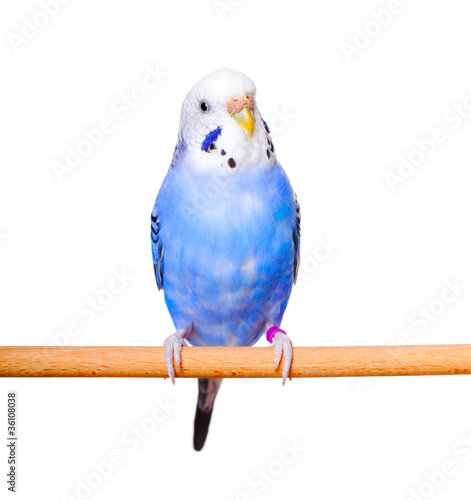 budgerigar on white background