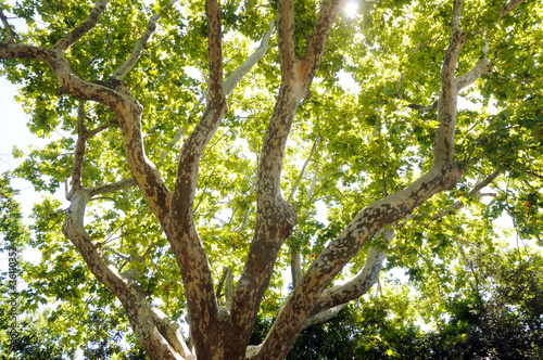 green plane tree in Avignon city in France