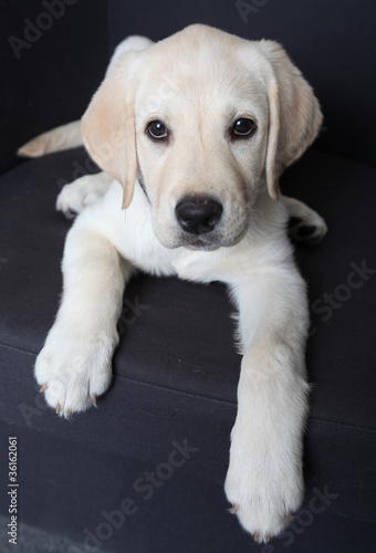 The beautiful Labrador lies on a sofa