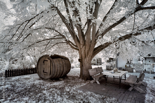 tree and wine