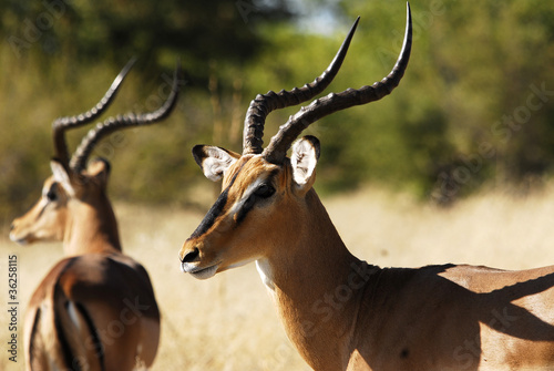 Schwarznasen Antilopen (Impala)