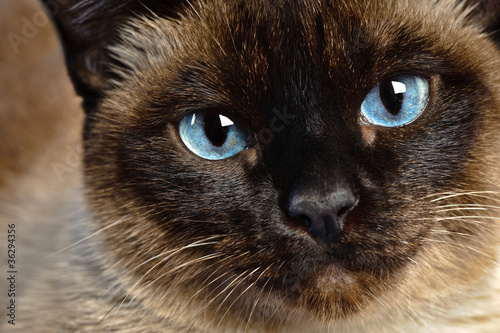 siamese cat closeup