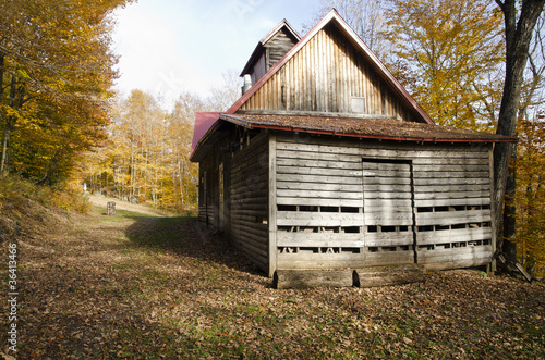 cabane en forêt