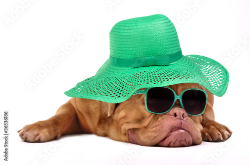 Funny dog with hat and glasses