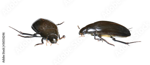 Water Beetle (Hydrophilus piceus) two positions isolated