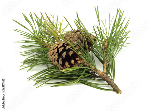 Pine branch with cones