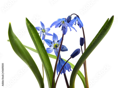 Siberian squill or Scilla siberica