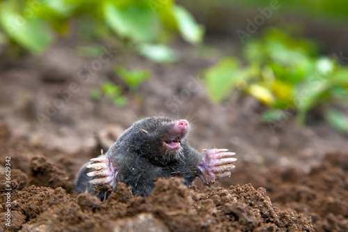 Mole in ground. Real picture