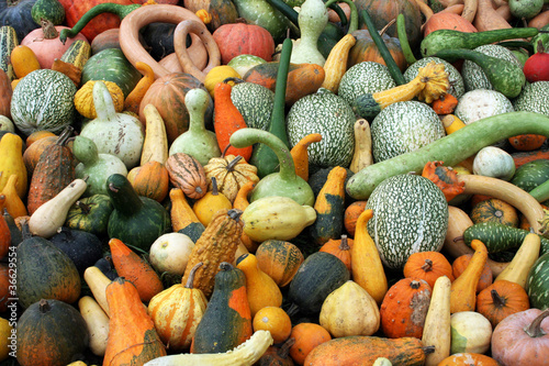 Citrouilles en couleurs