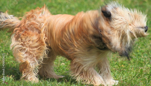 Cane si scrolla l'acqua di dosso