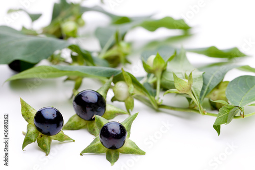 Tollkirsche (Atropa belladonna) - Beeren mit Kraut