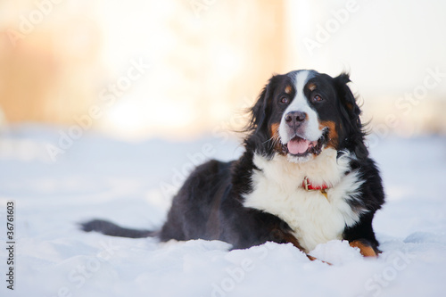 Beautiful bernese mountain dog (Berner Sennenhund) lies on snow