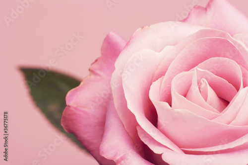 Różowa róża z listkiem
