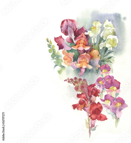 Antirrhinum flowers