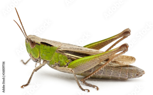Cricket in front of white background