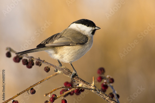 Willow Tit (Poecile montanus)