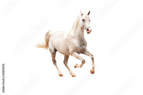white horse isolated