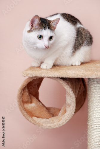 Lovely lady-cat sitting on the cat house