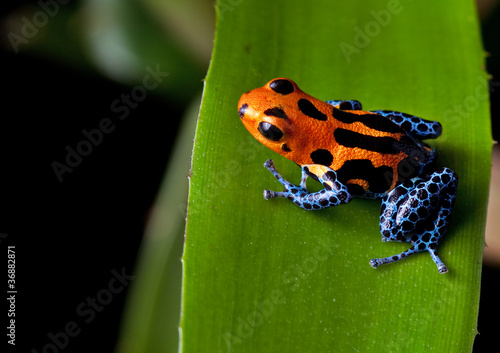 red striped poison dart frog blue legs