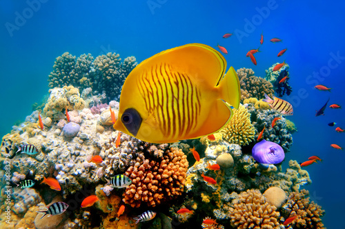 Tropical Fish on a coral reef