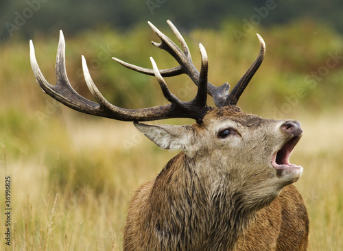 A red deer stag bellowing