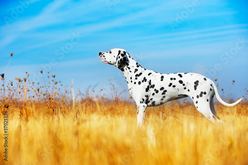 Beautiful Dalmatian dog