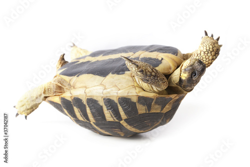 tortue de terre