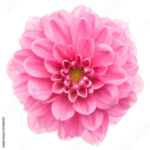 Pink dahlia isolated