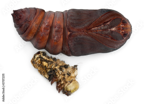 Giant Peacock Moth pupa removed from cocoon, Saturnia pyri